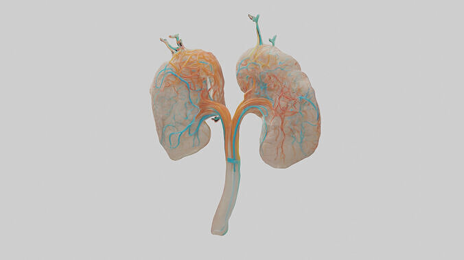 Human Cortical Nephrons Model 3D model