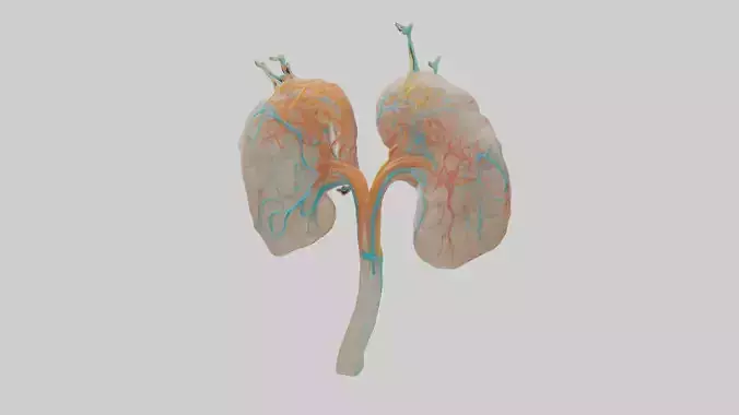 Human Cortical Nephrons Model