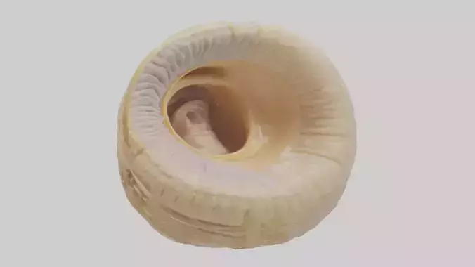 Human Cochlea Model
