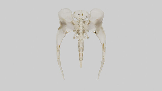 Human Coccyx Skeleton model Low-poly 3D model 2