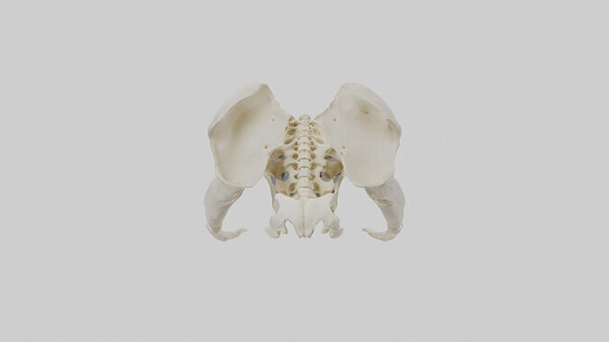 Human Coccyx Skeleton model Low-poly 3D model 7