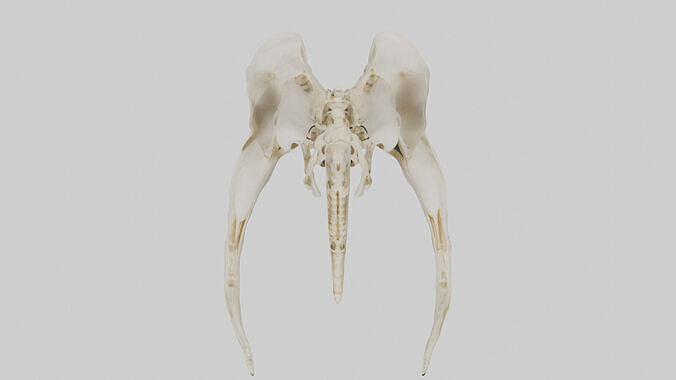 Human Coccyx Skeleton model Low-poly 3D model 4