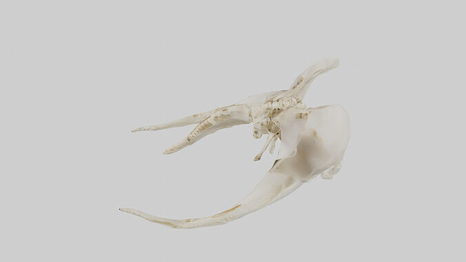 Human Coccyx Skeleton model Low-poly 3D model 5