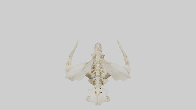 Human Coccyx Skeleton model Low-poly 3D model 3