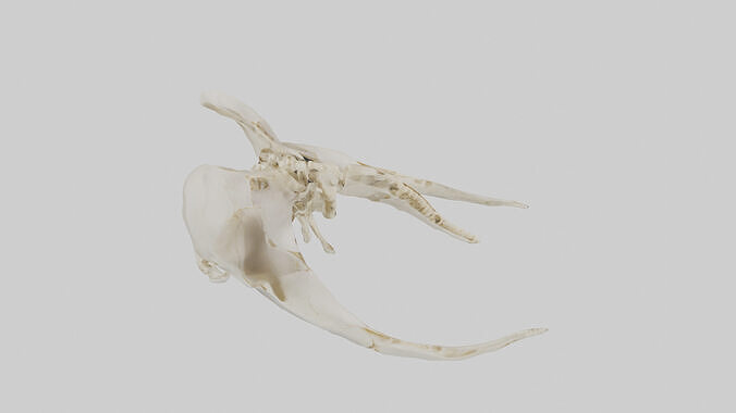 Human Coccyx Skeleton model Low-poly 3D model 6
