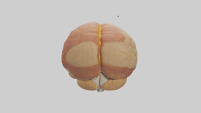Human Cerebellum Model Low-poly 3D model 7