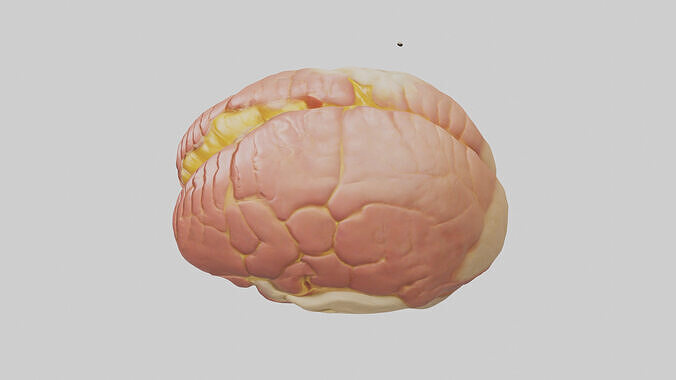 Human Cerebellum Model Low-poly 3D model 5