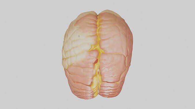 Human Cerebellum Model Low-poly 3D model 2
