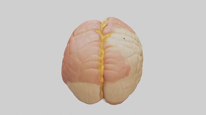 Human Cerebellum Model Low-poly 3D model 3