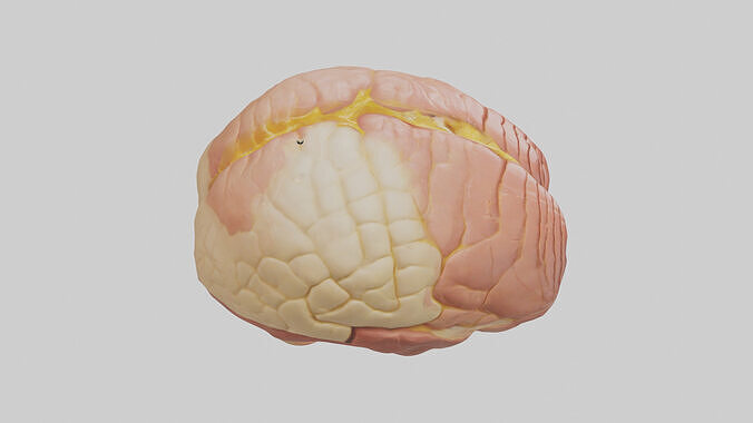 Human Cerebellum Model Low-poly 3D model 6