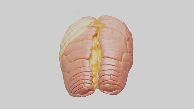 Human Cerebellum Model Low-poly 3D model 4
