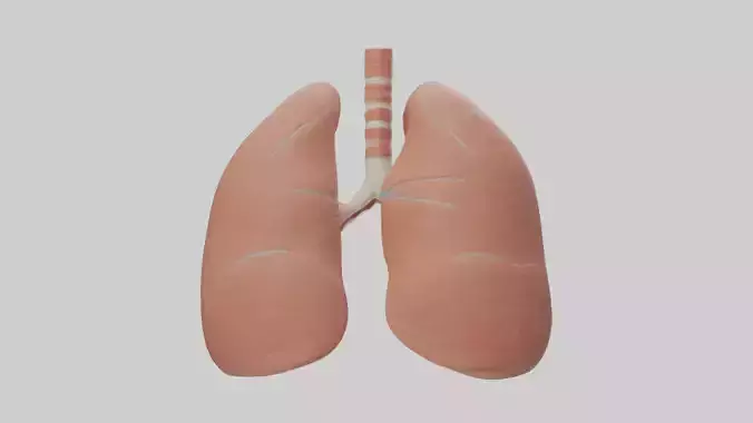 Human Bronchi Model 3D model