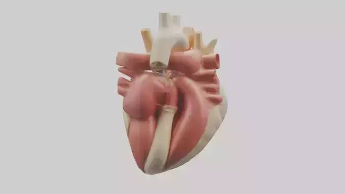 Human Aortic Valve Model