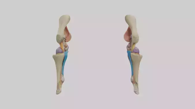 Human Anterior Cruciate Ligament Model Low-poly 3D model