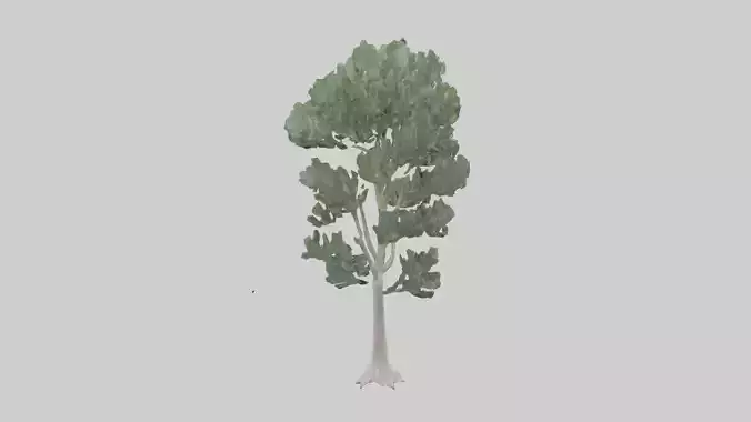 Eucalyptus tree model