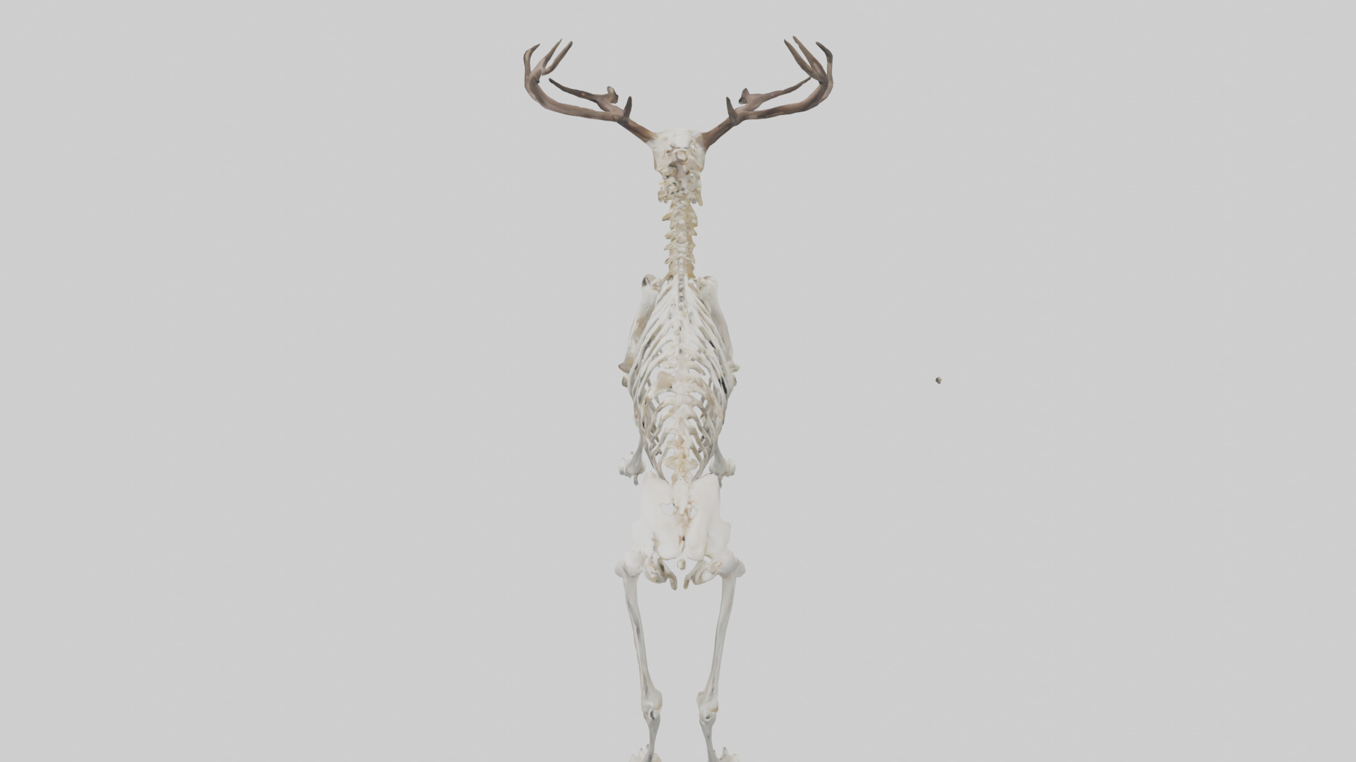 Elk Skeleton model Low-poly 3D model_17