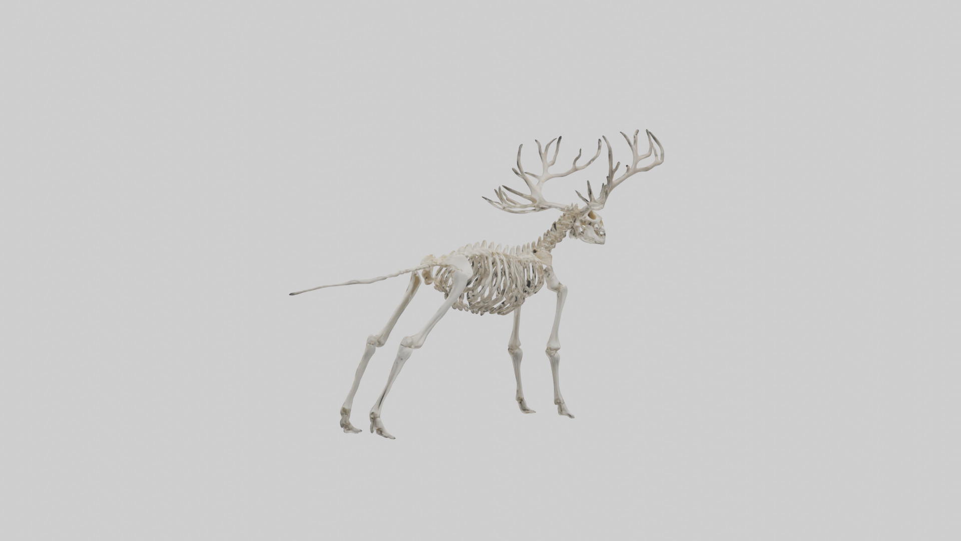 Elk Skeleton model Low-poly 3D model_20
