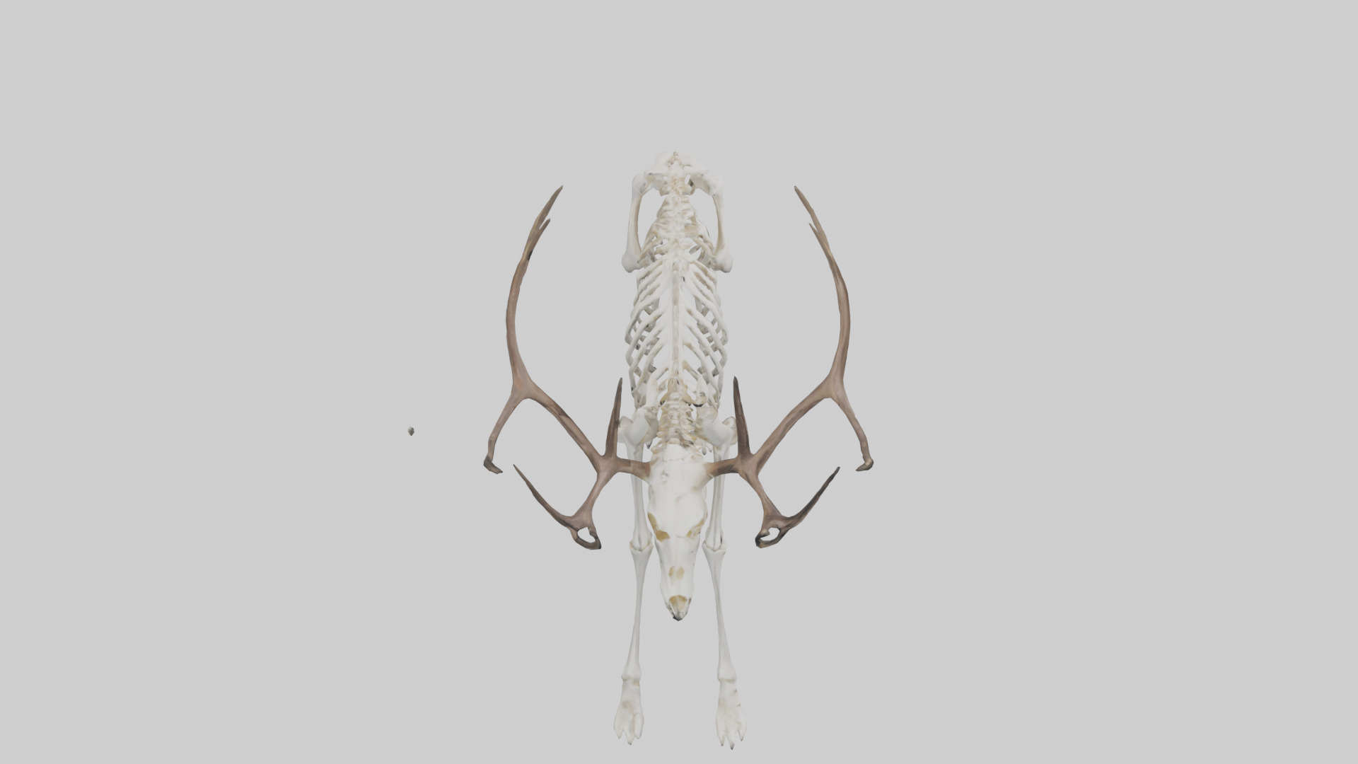 Elk Skeleton model Low-poly 3D model_18