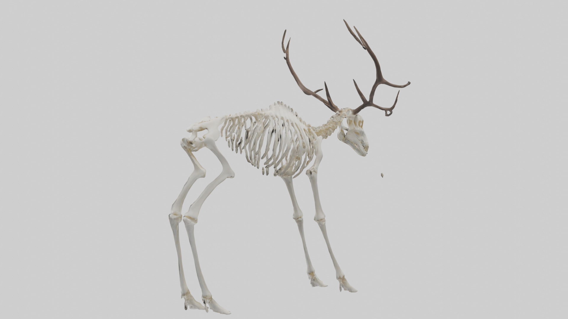 Elk Skeleton model Low-poly 3D model_1