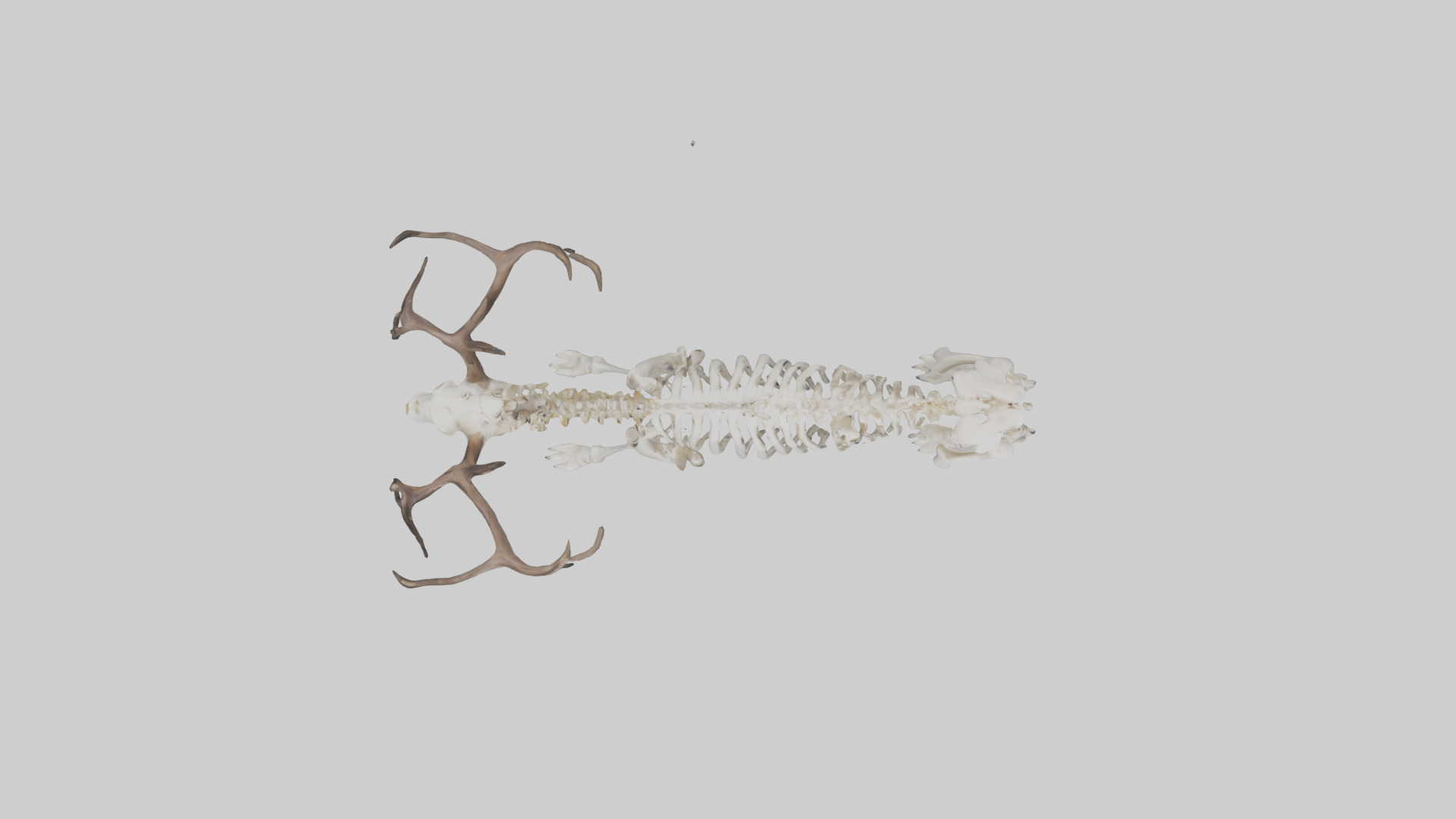 Elk Skeleton model Low-poly 3D model_14