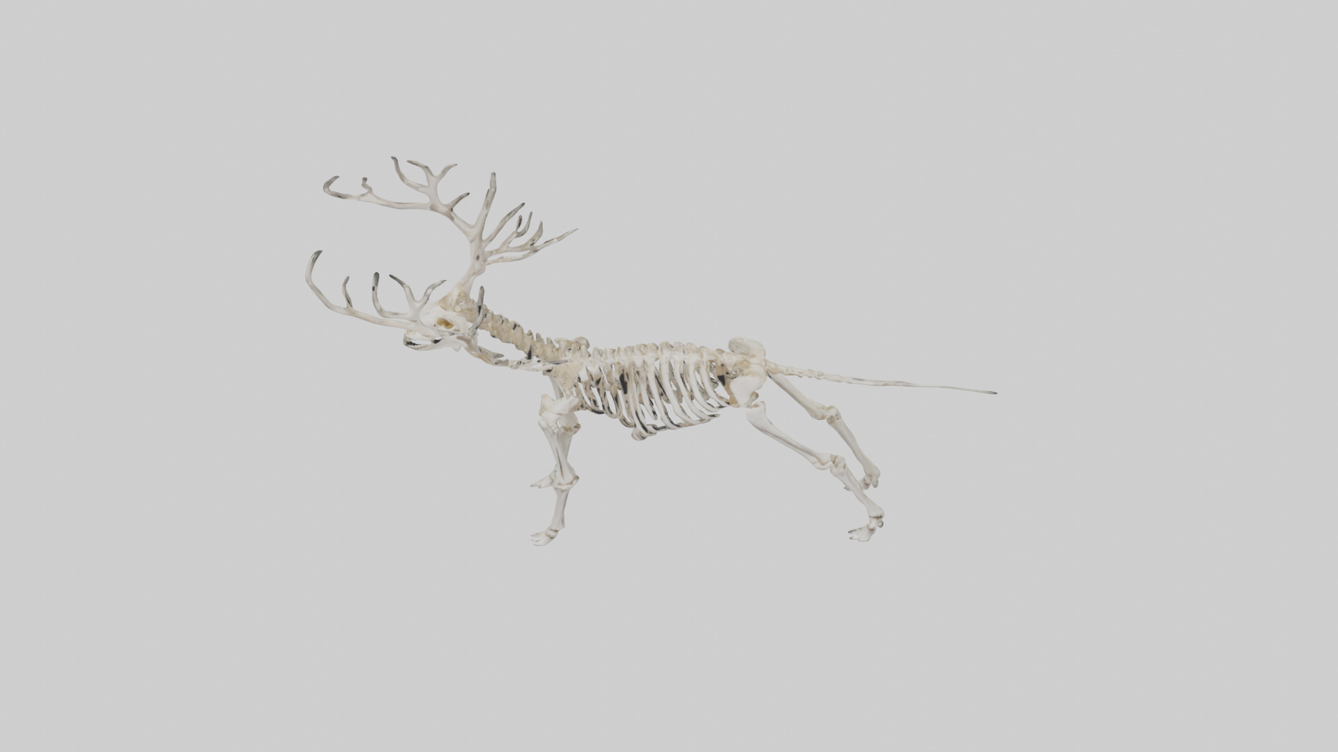 Elk Skeleton model Low-poly 3D model_35