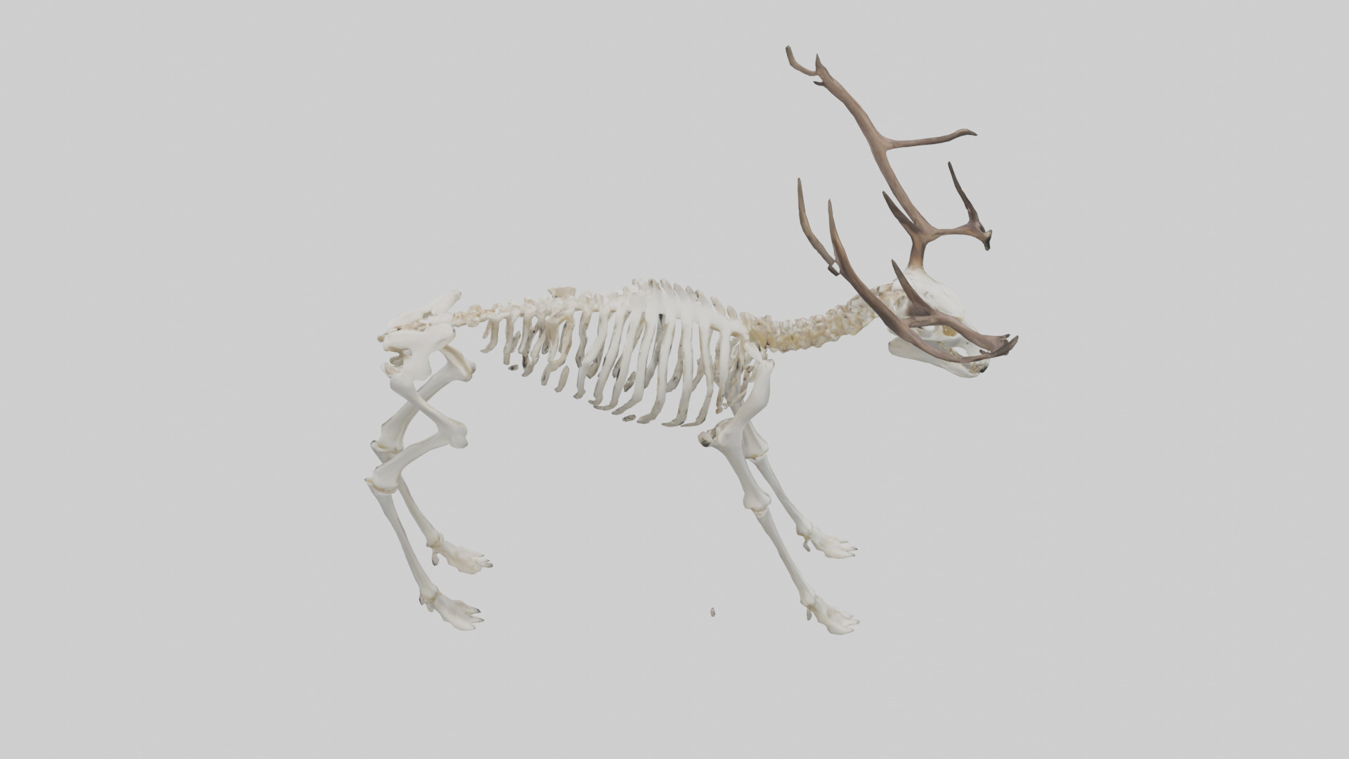 Elk Skeleton model Low-poly 3D model_15