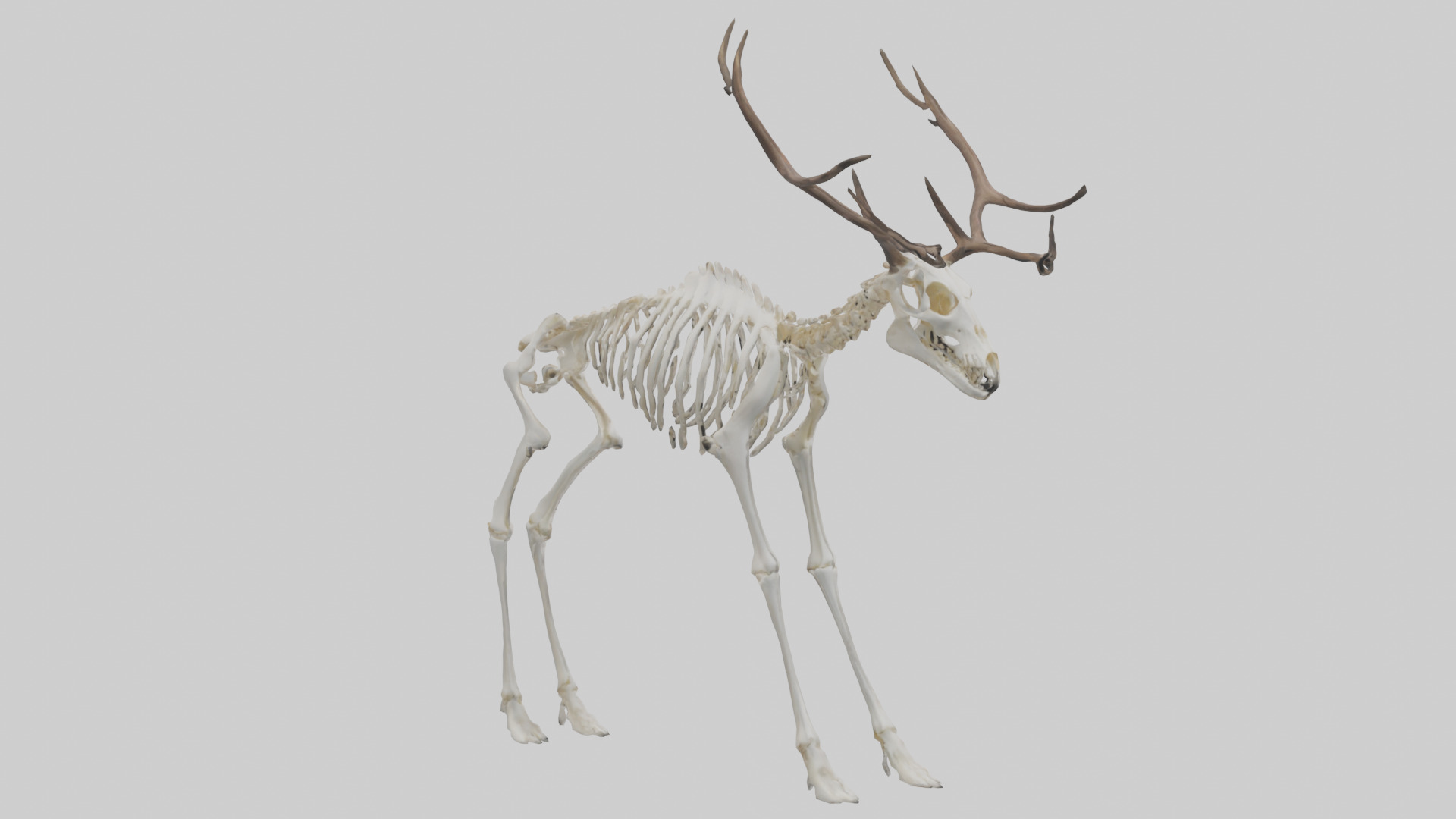 Elk Skeleton model Low-poly 3D model_2