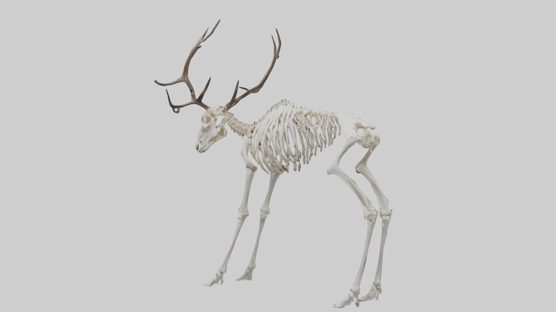 Elk Skeleton model Low-poly 3D model_8