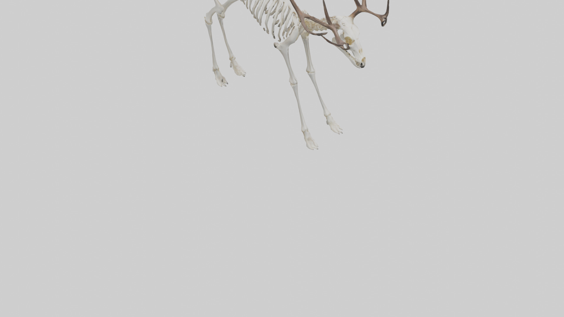 Elk Skeleton model Low-poly 3D model_4