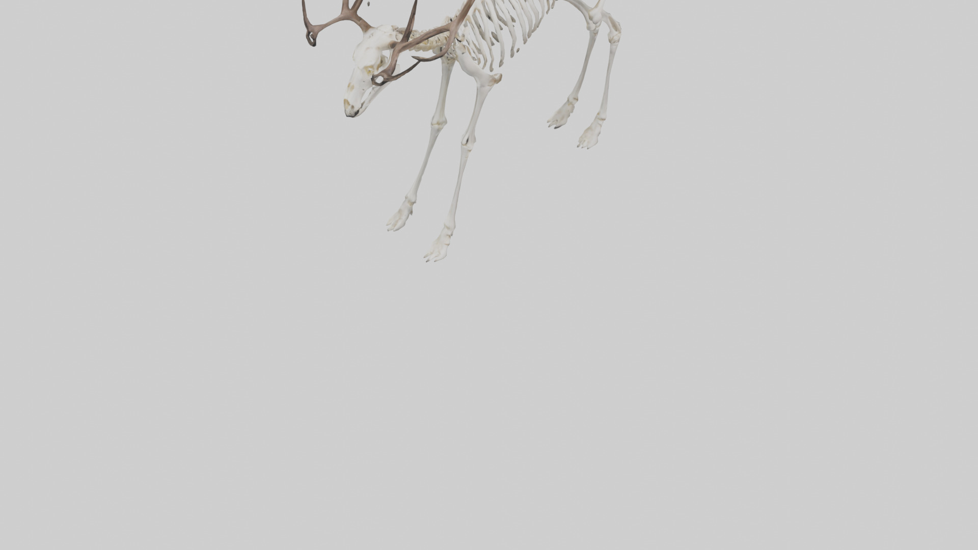Elk Skeleton model Low-poly 3D model_6