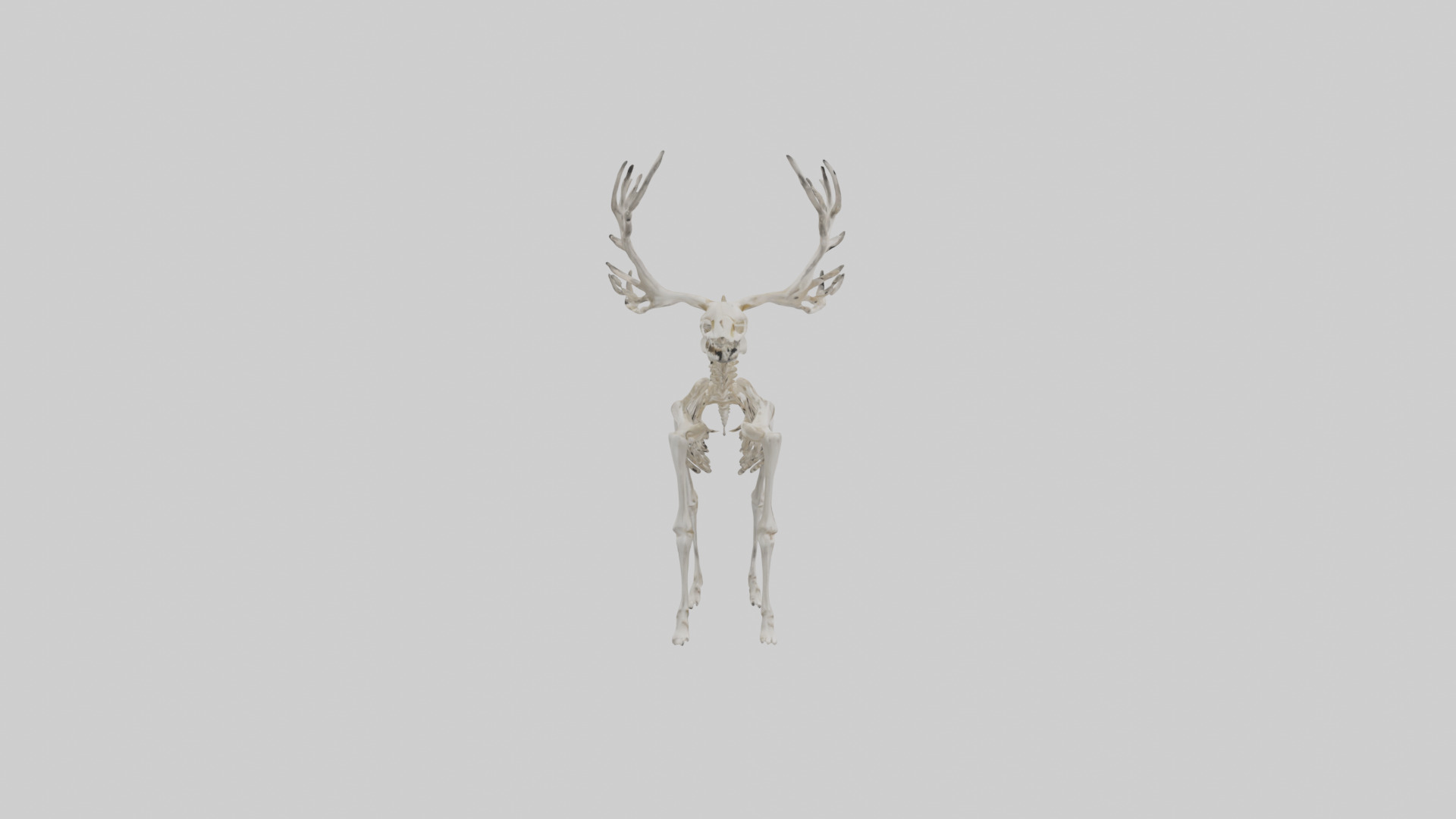 Elk Skeleton model Low-poly 3D model_32
