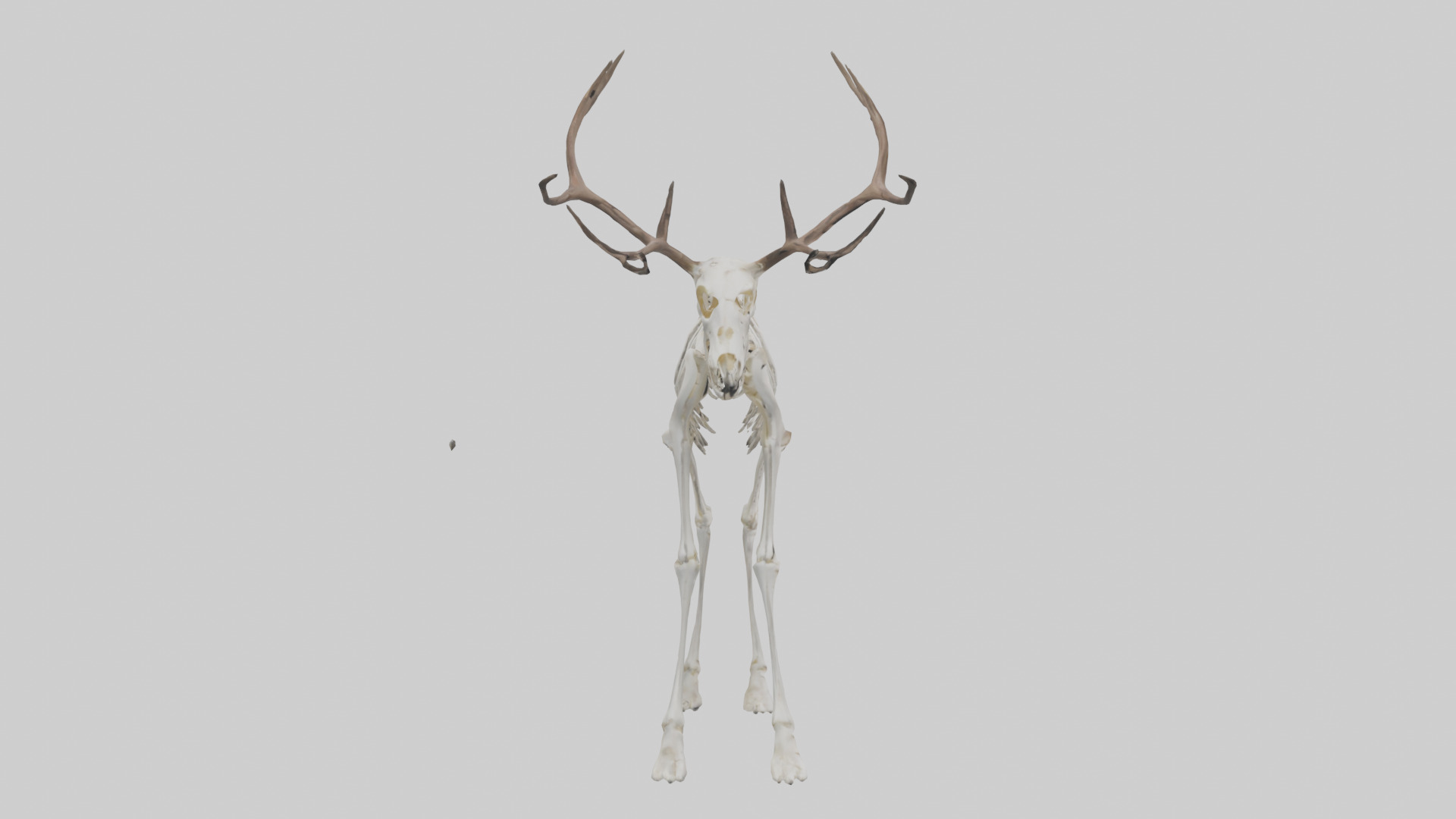 Elk Skeleton model Low-poly 3D model_13