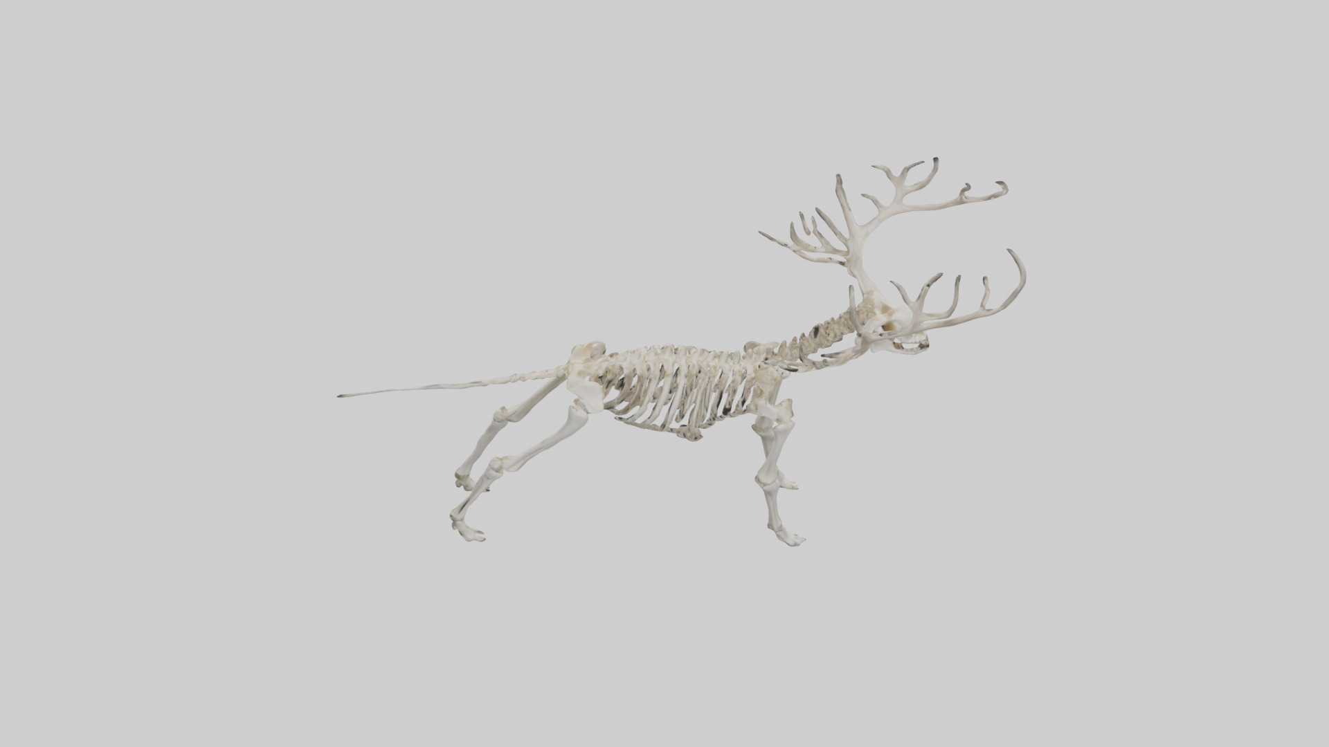 Elk Skeleton model Low-poly 3D model_34
