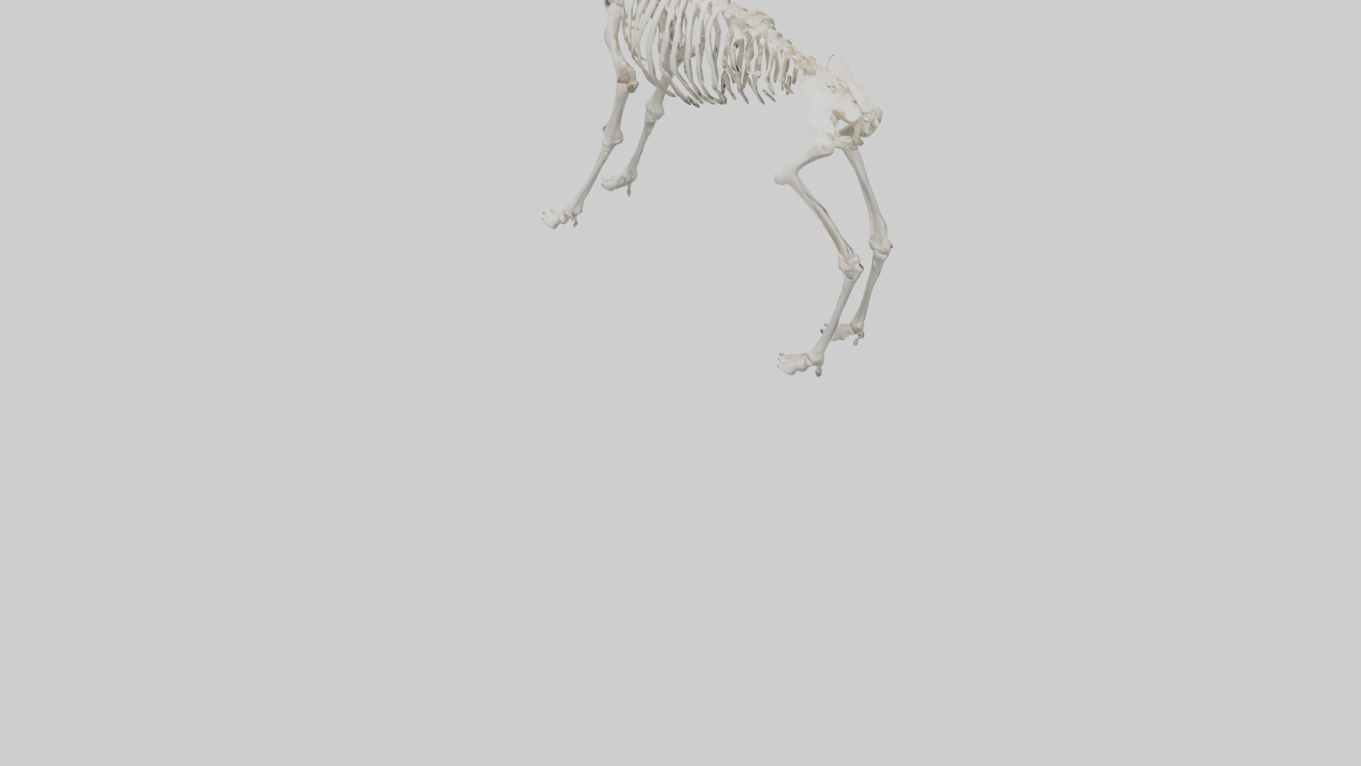 Elk Skeleton model Low-poly 3D model_5