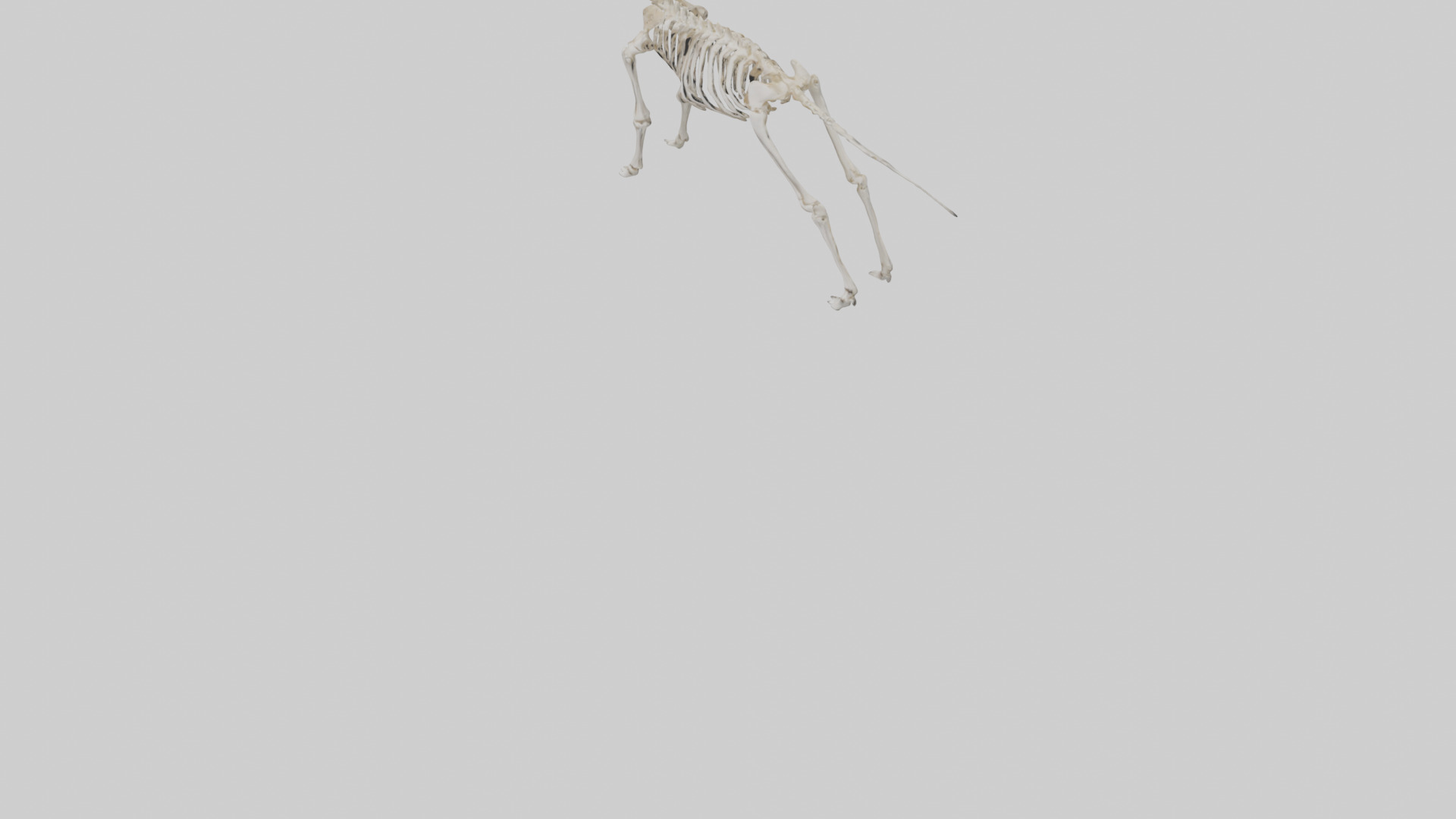 Elk Skeleton model Low-poly 3D model_24