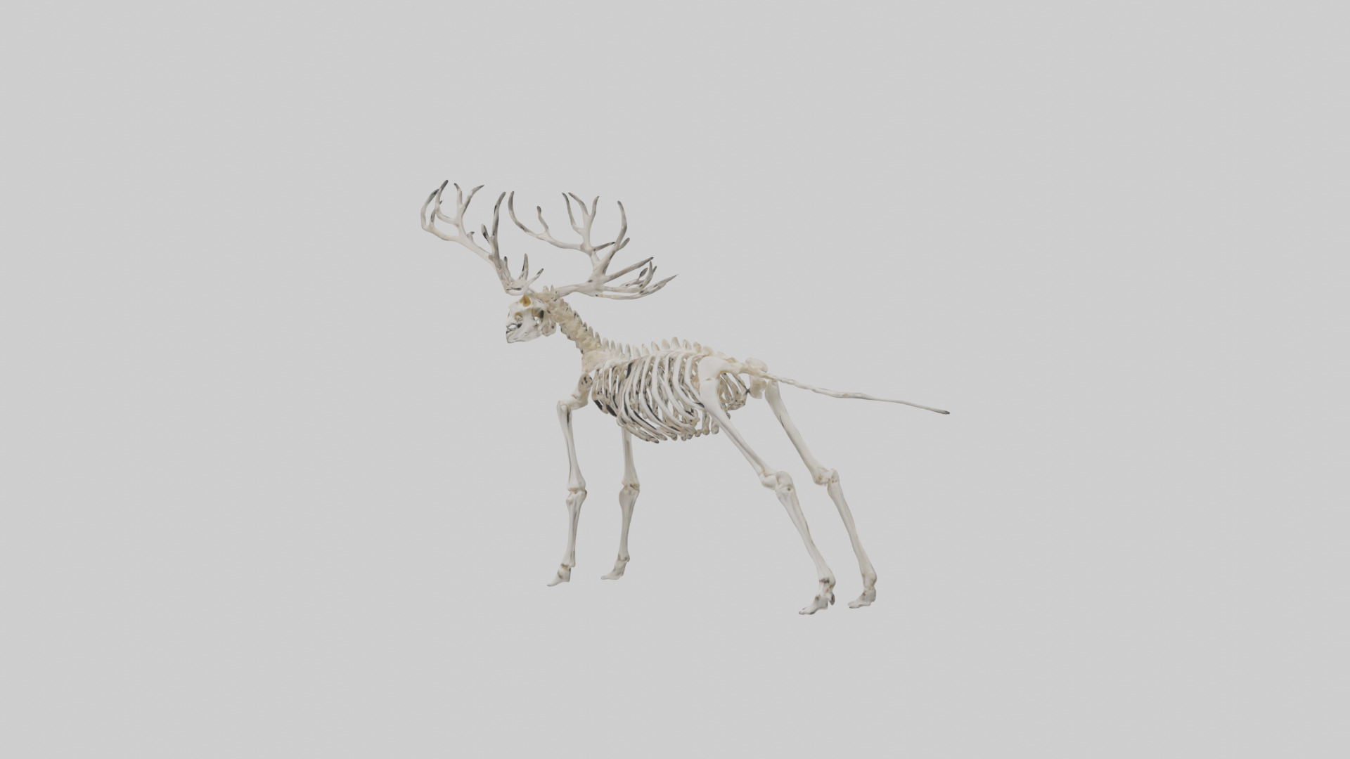 Elk Skeleton model Low-poly 3D model_27