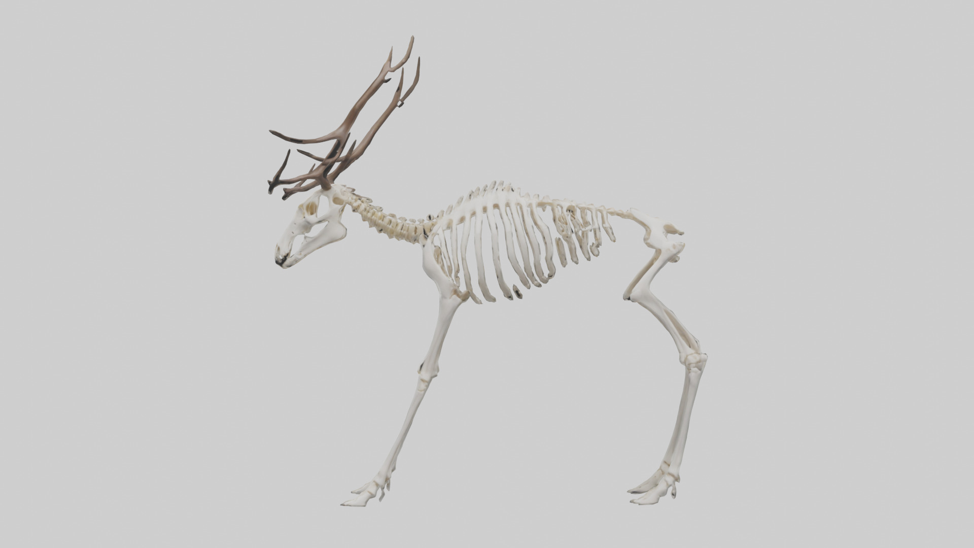 Elk Skeleton model Low-poly 3D model_9