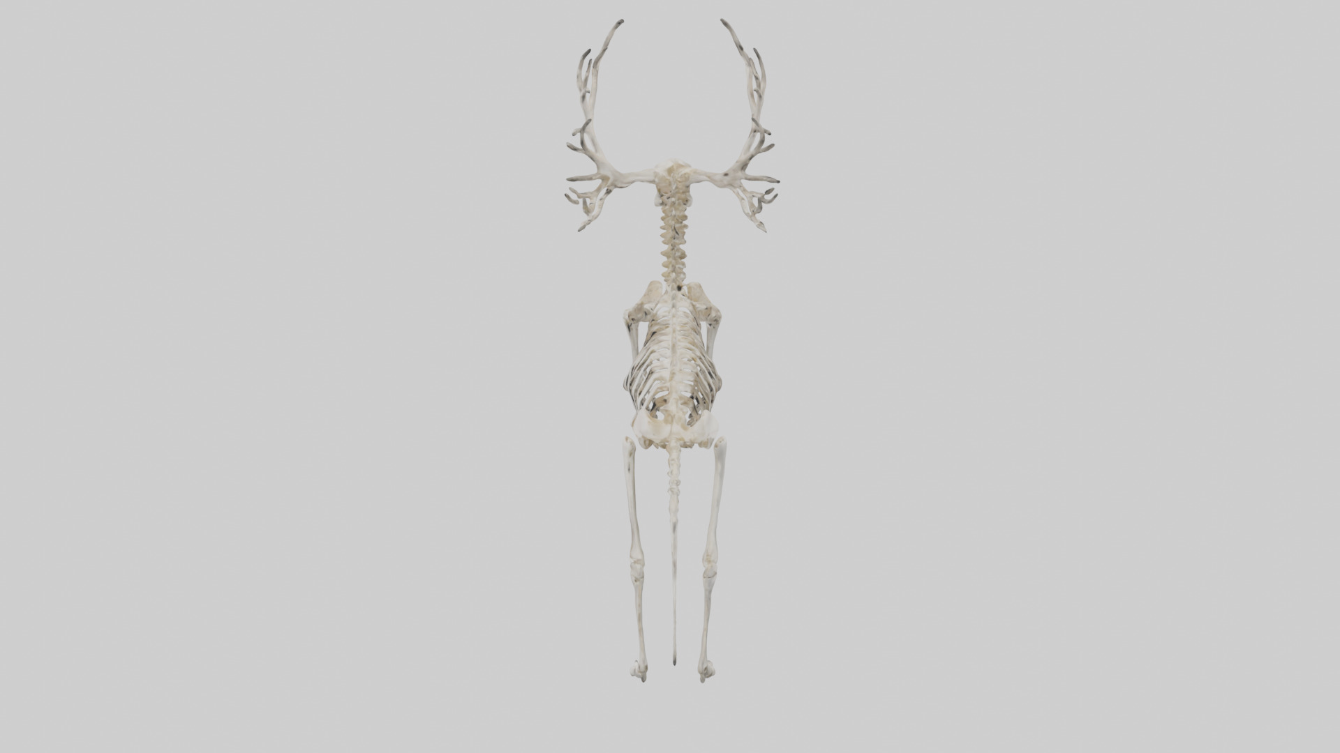 Elk Skeleton model Low-poly 3D model_36