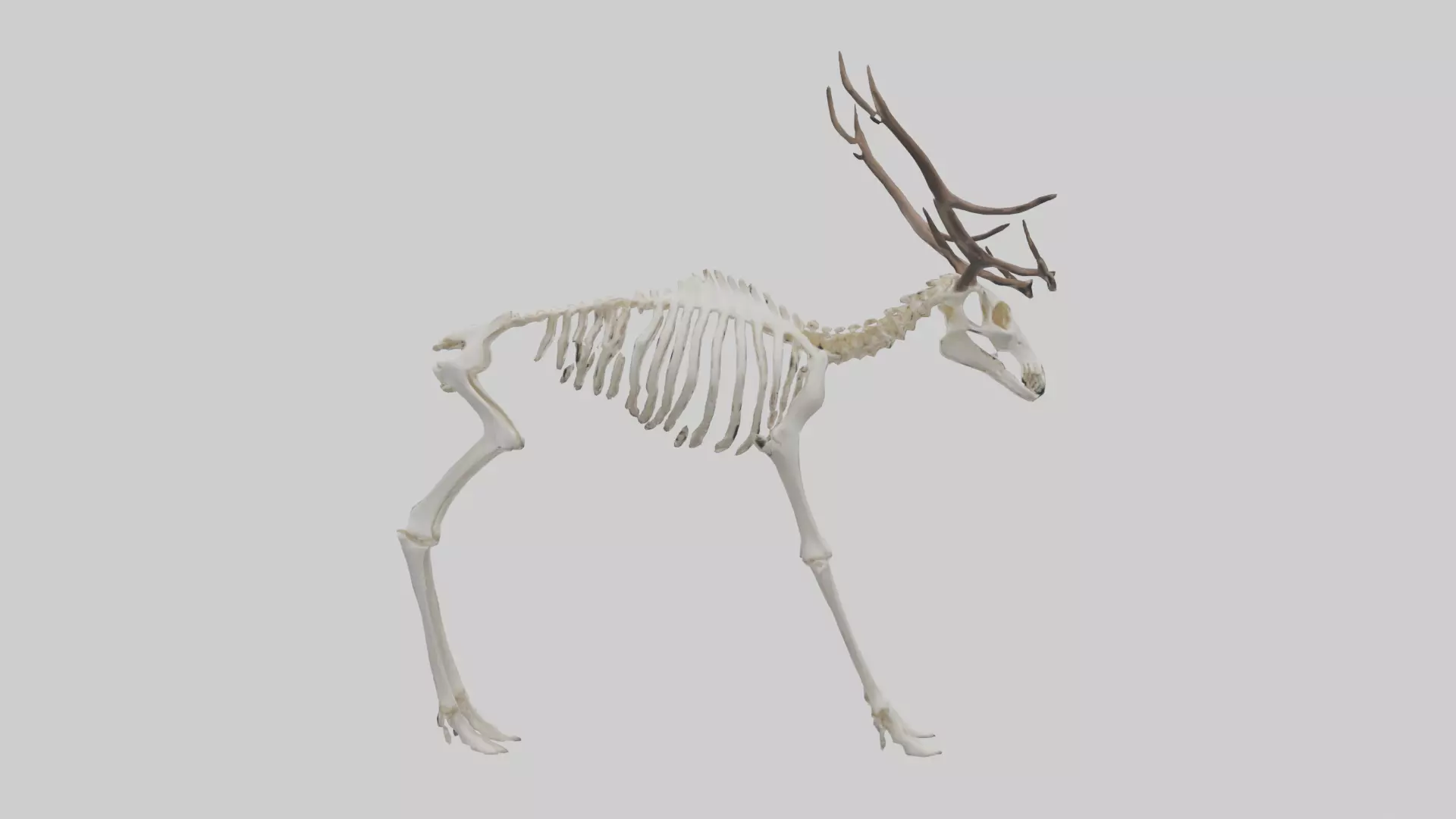 Elk Skeleton model Low-poly 3D model_0