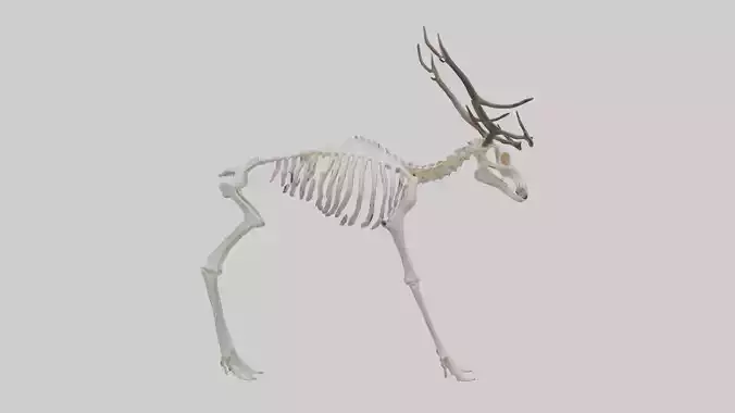 Elk Skeleton model