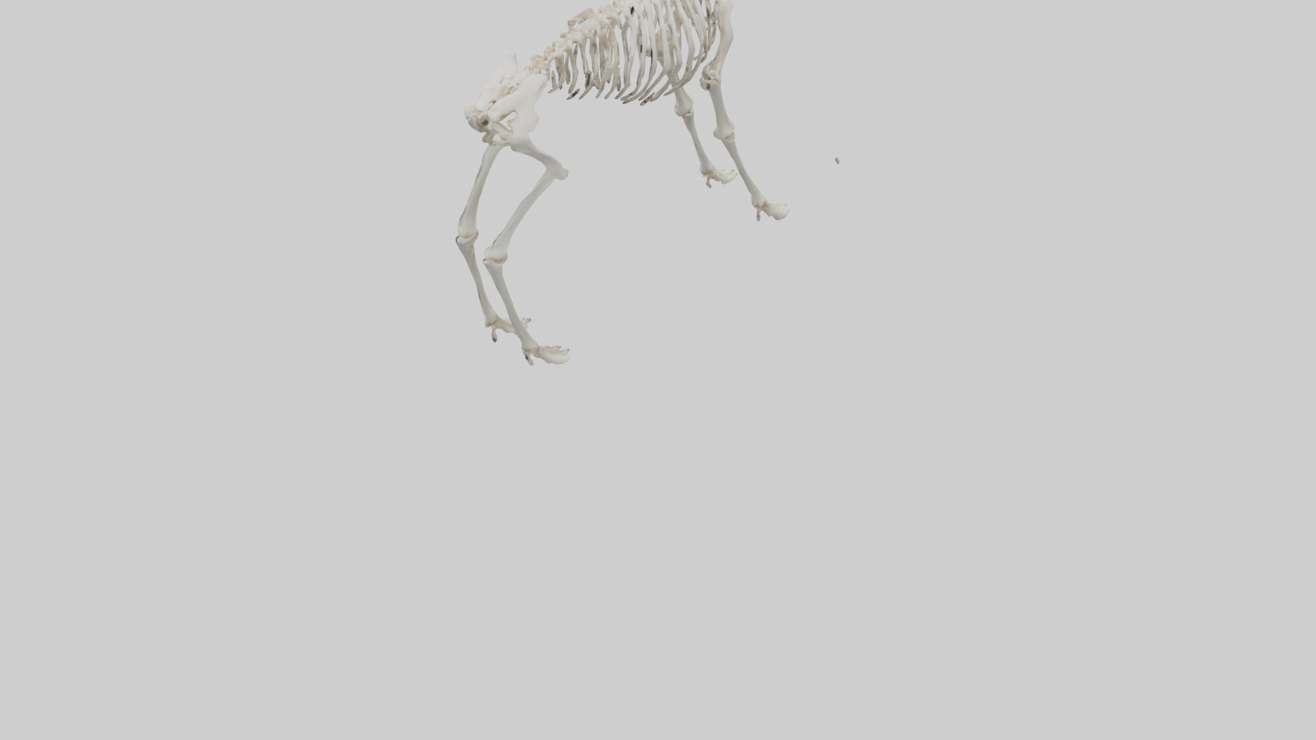 Elk Skeleton model Low-poly 3D model_3