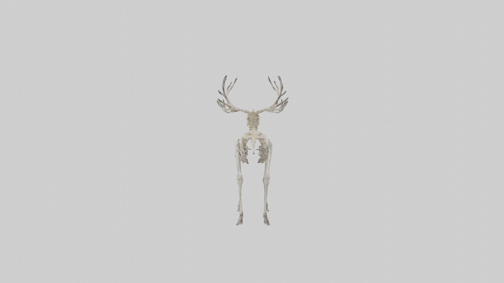 Elk Skeleton model Low-poly 3D model_31