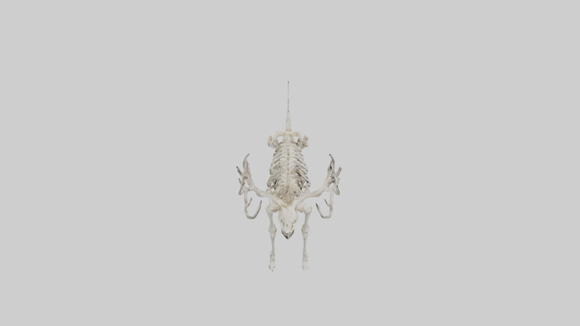Elk Skeleton model Low-poly 3D model_37