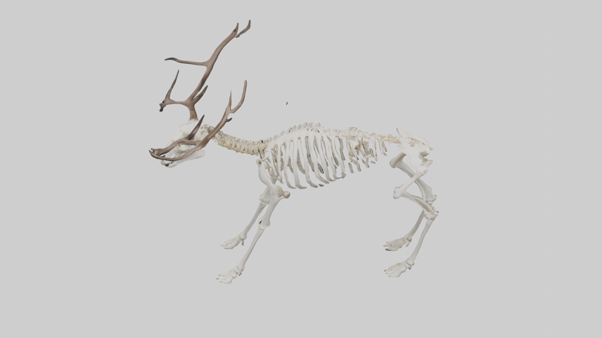 Elk Skeleton model Low-poly 3D model_16
