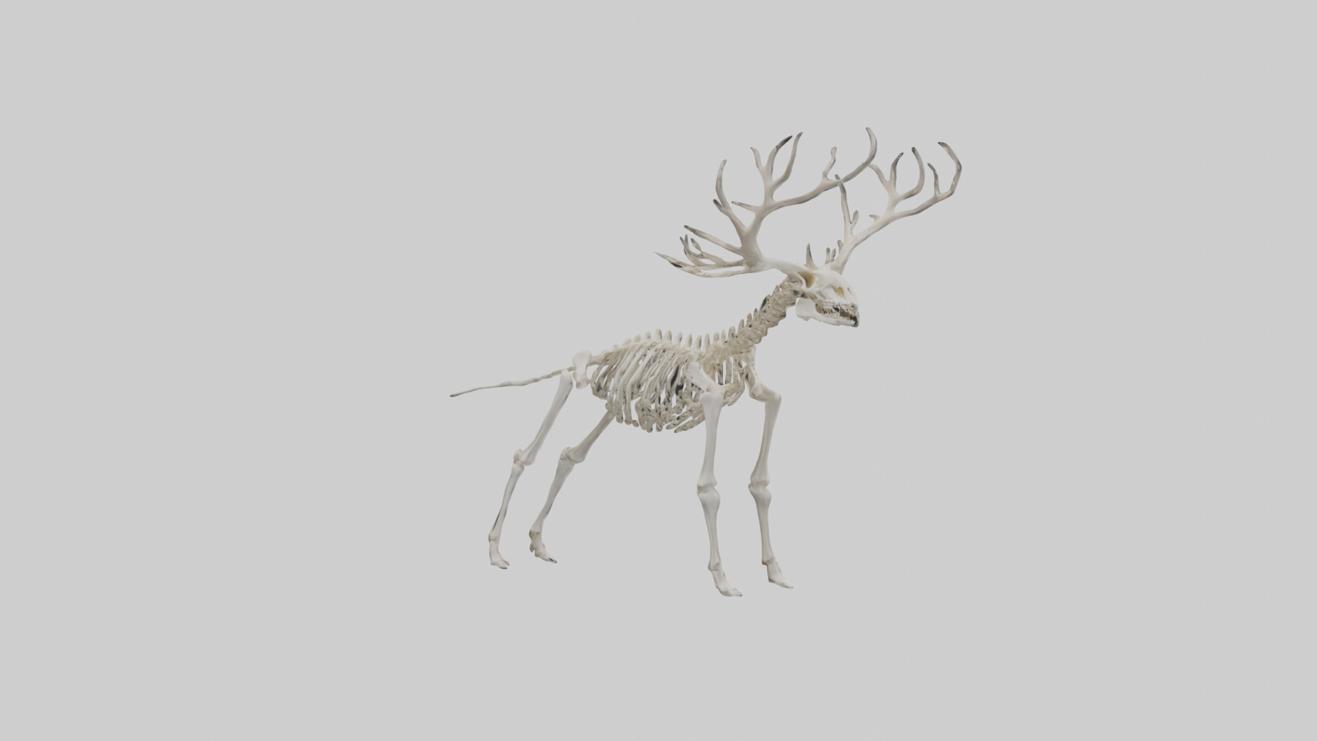 Elk Skeleton model Low-poly 3D model_21