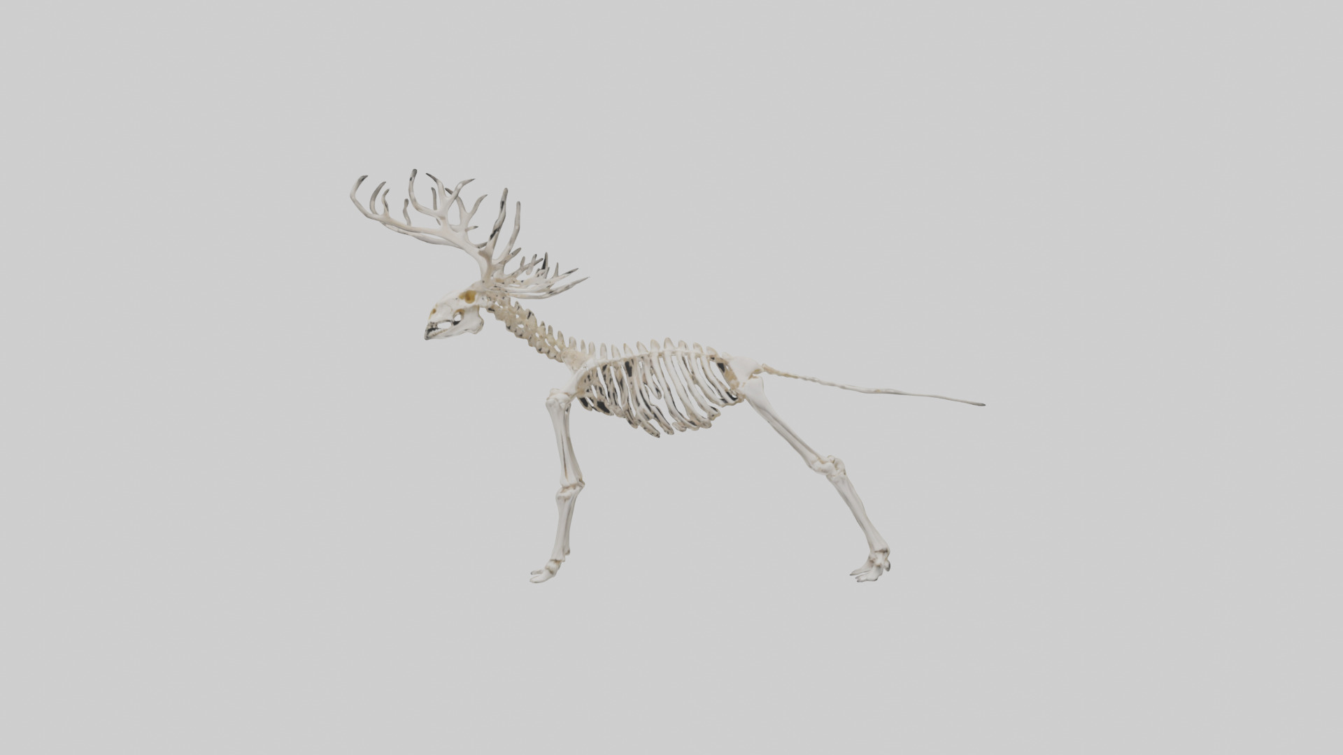 Elk Skeleton model Low-poly 3D model_28