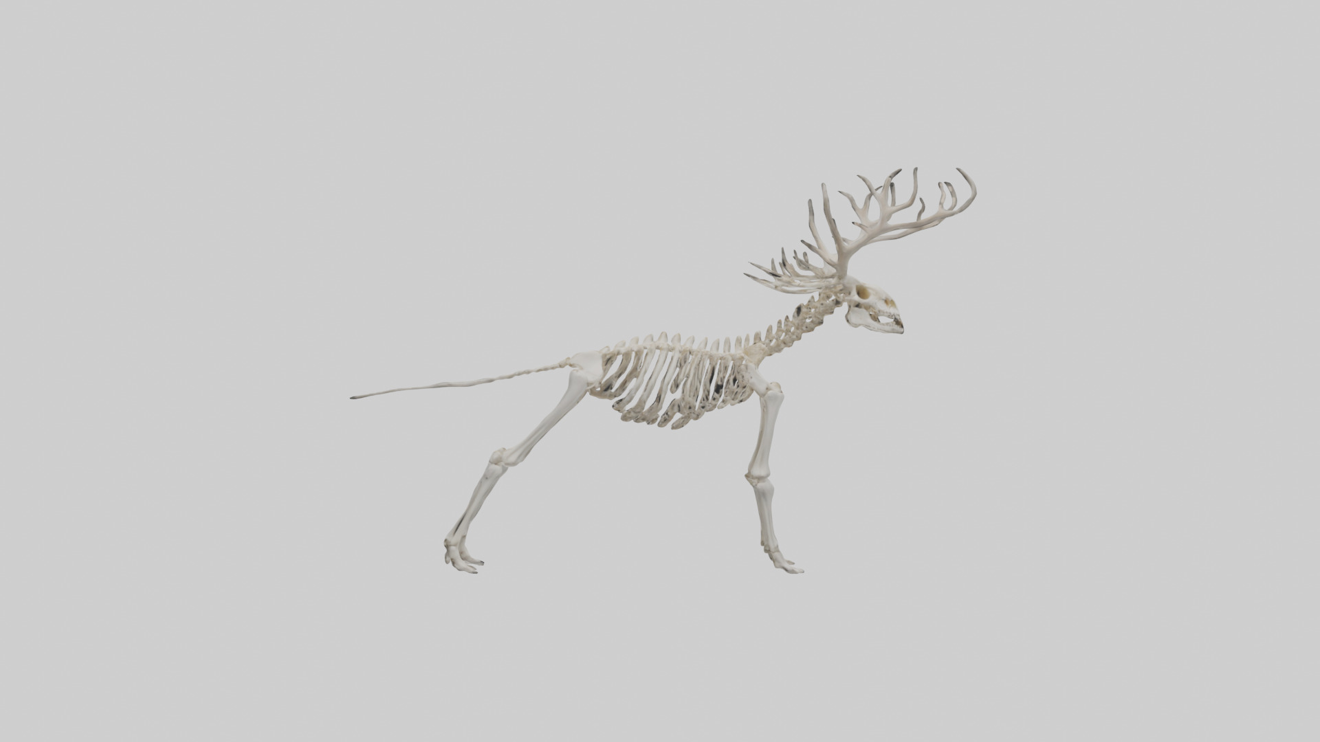 Elk Skeleton model Low-poly 3D model_19