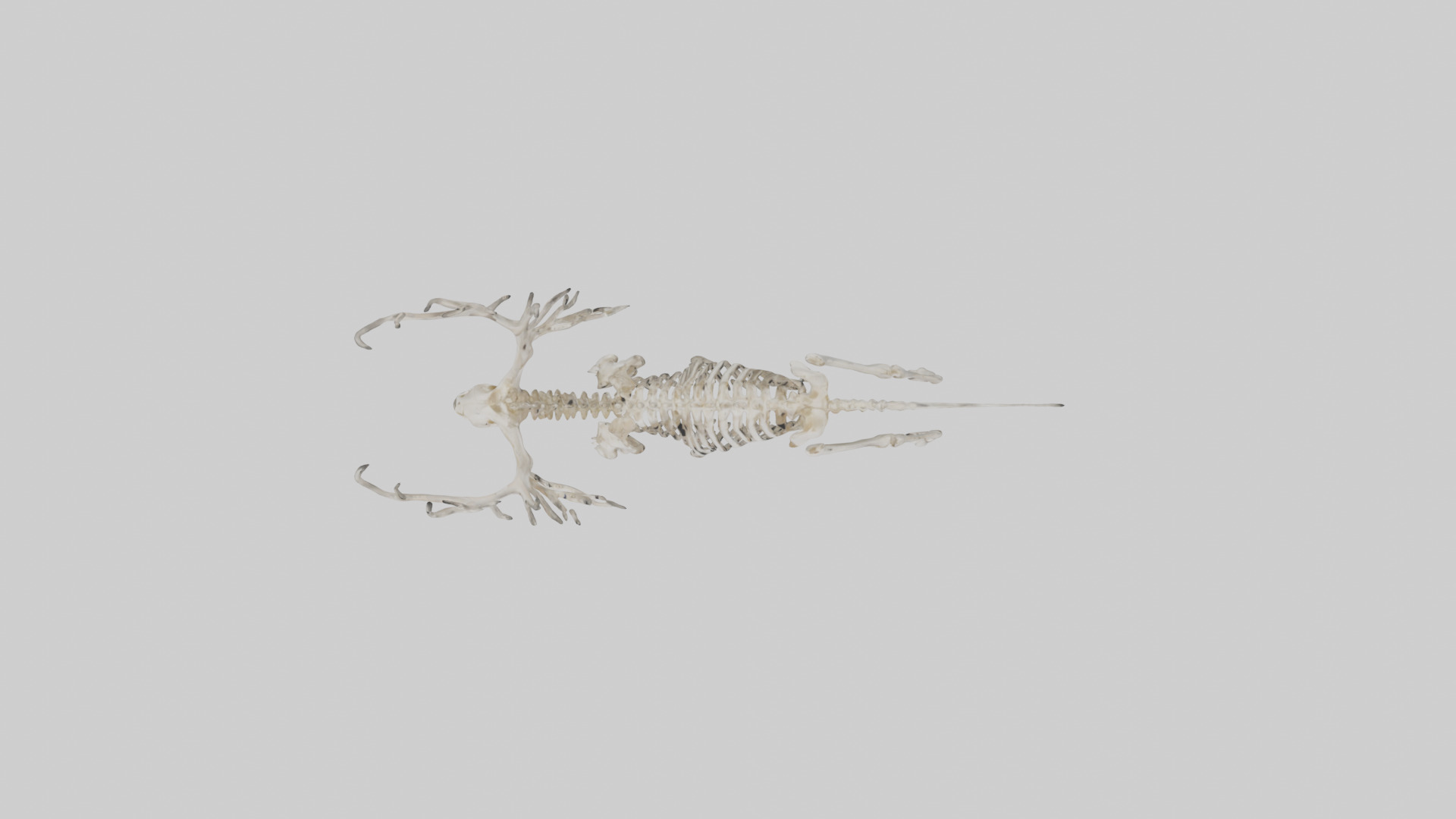 Elk Skeleton model Low-poly 3D model_33