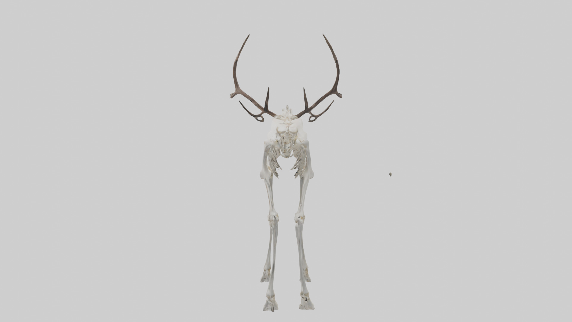 Elk Skeleton model Low-poly 3D model_12