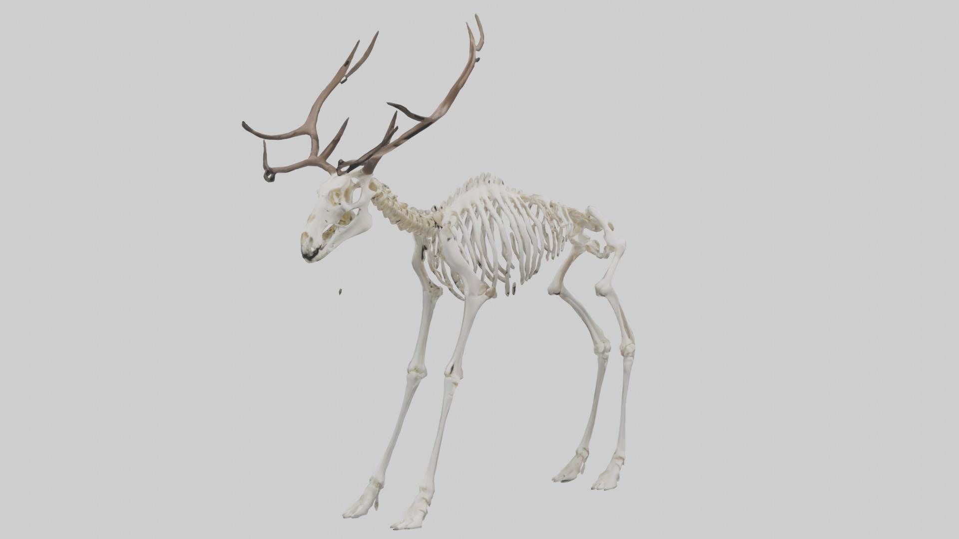 Elk Skeleton model Low-poly 3D model_7